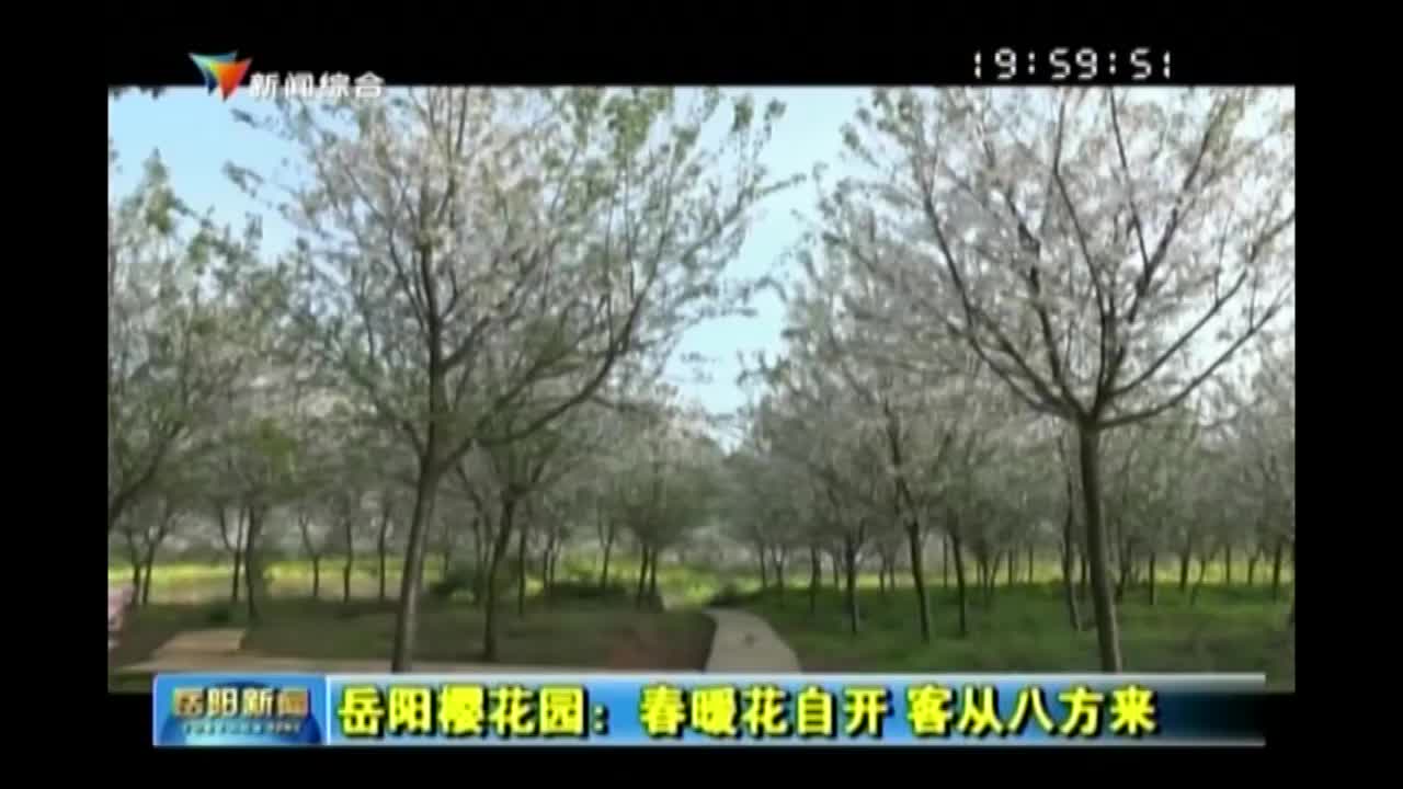 岳阳樱花园：春暖花自开 客从八方来