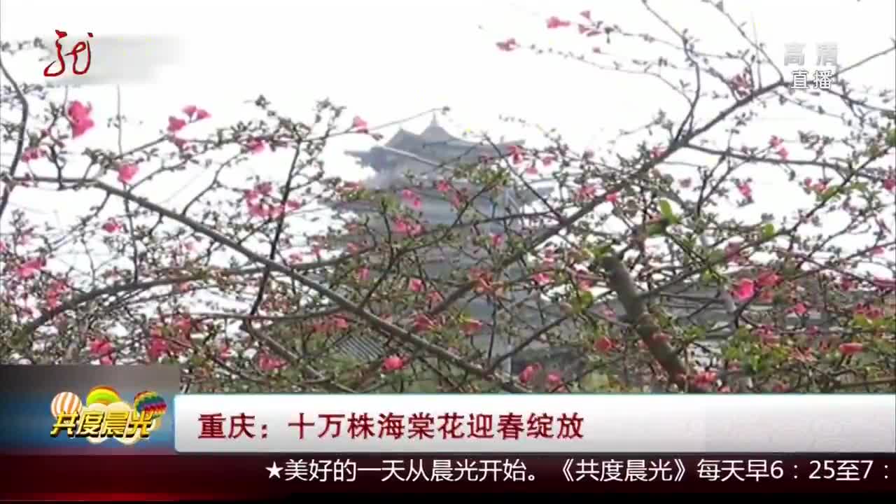 [视频]重庆：十万株海棠花迎春绽放