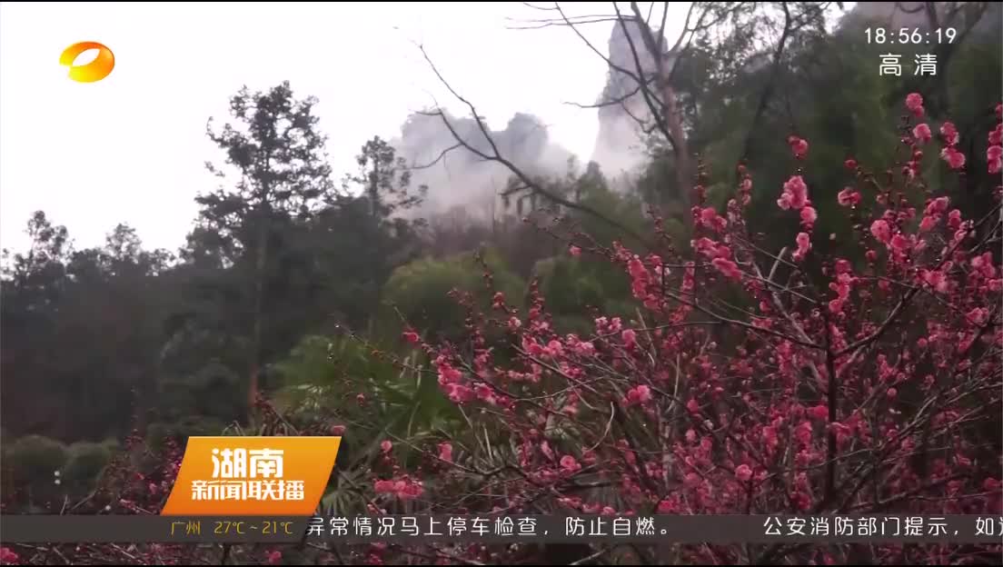 张家界：雨后放晴 千株梅花染山谷