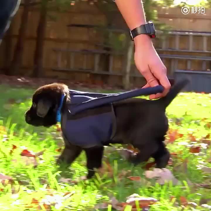 [视频]小导盲犬穿制服训练四脚朝天