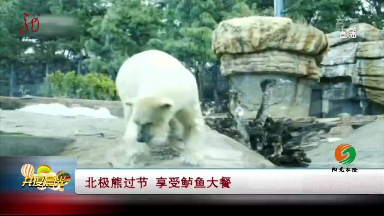 [视频]北极熊过节 享受鲈鱼大餐