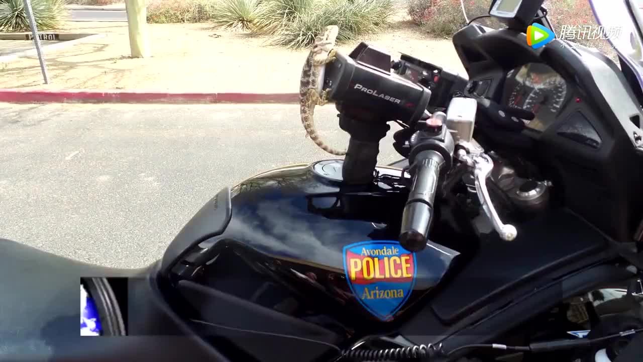 [视频]美国蜥蜴警察宣誓就职 “蜥蜴”当警察了！