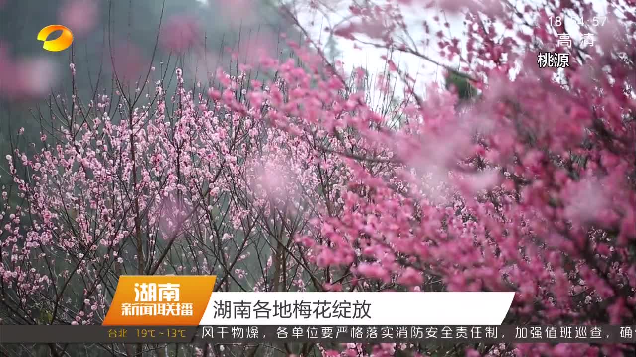 湖南各地梅花绽放