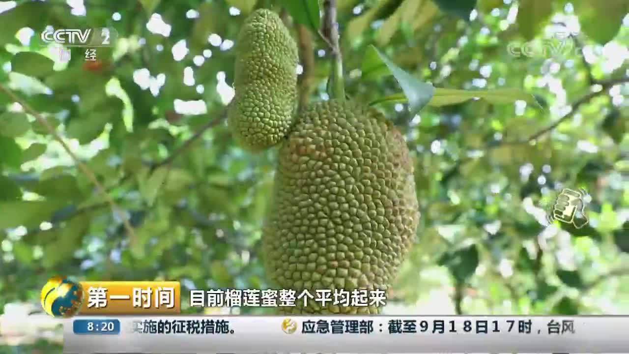 [视频]海南：小众水果风味独特 市场发展有潜力