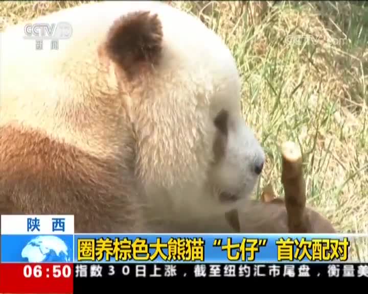 [视频]陕西 圈养棕色大熊猫“七仔”首次配对