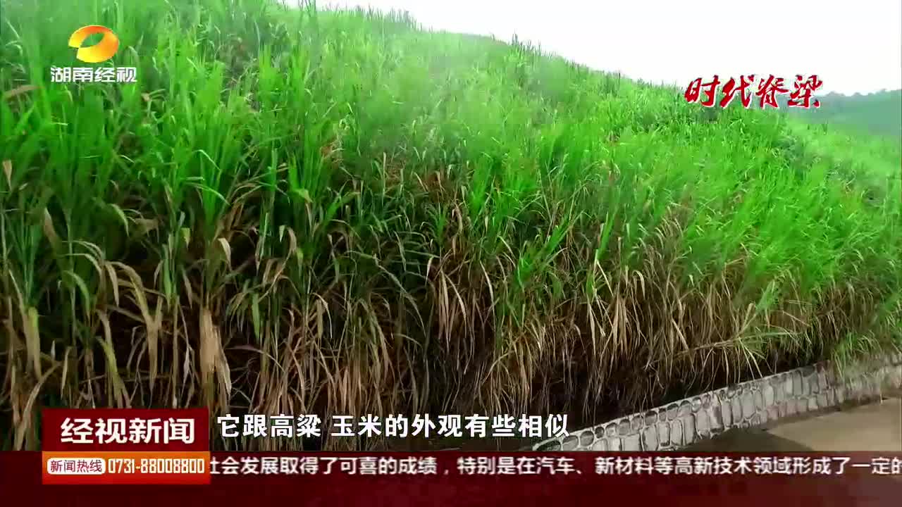 雷学军：种植速生草“捕碳”实现中国“零碳梦”