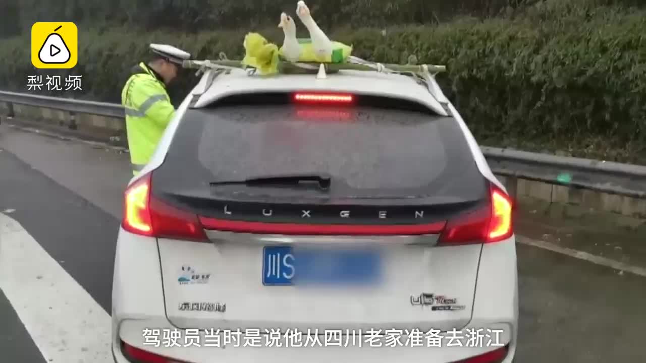 [视频]冻到不行鸭！鸭子被绑车顶高速飞驰
