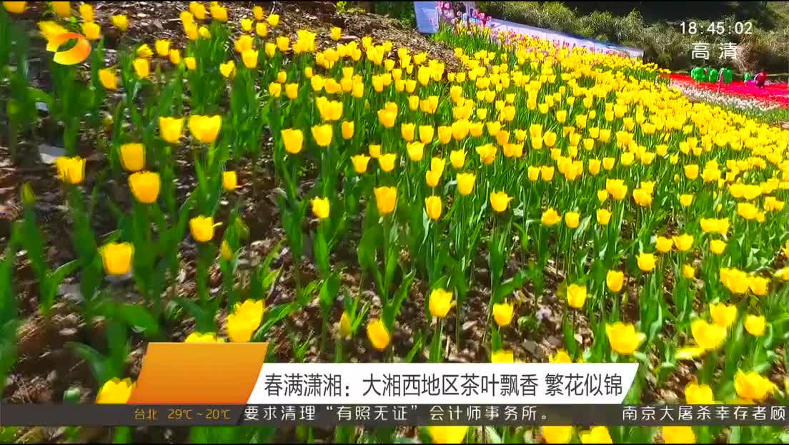 春满潇湘：大湘西地区茶叶飘香 繁花似锦