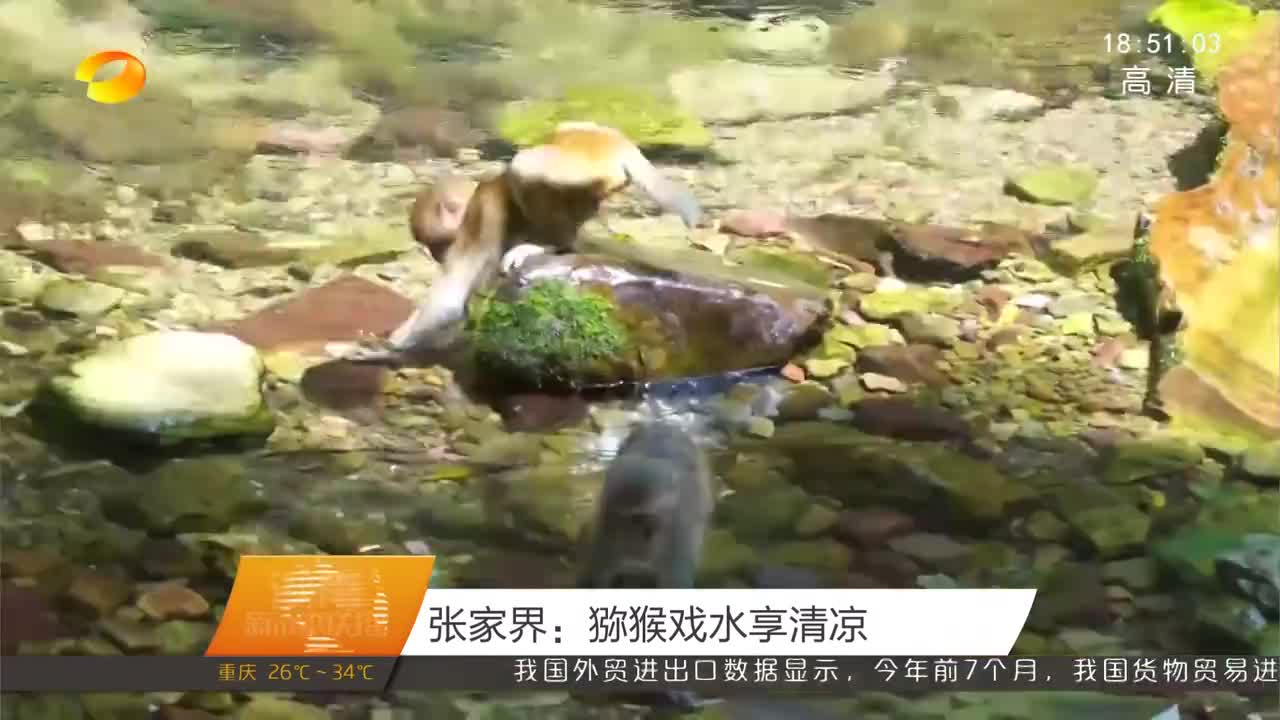 张家界：猕猴戏水享清凉