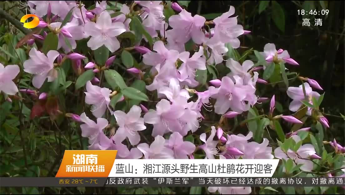 蓝山：湘江源头野生高山杜鹃花开迎客