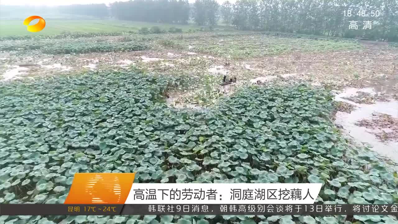 高温下的劳动者：洞庭湖区挖藕人