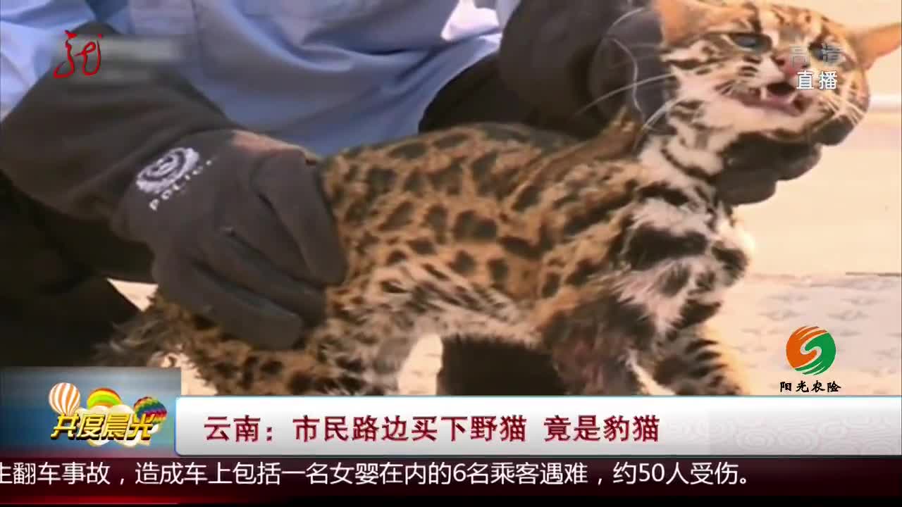 [视频]云南：市民路边买下野猫 竟是豹猫