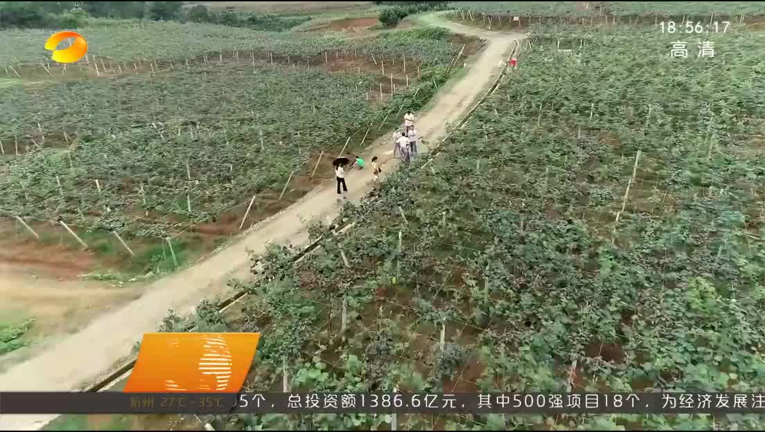 江华：瑶山扶贫猕猴桃基地开园