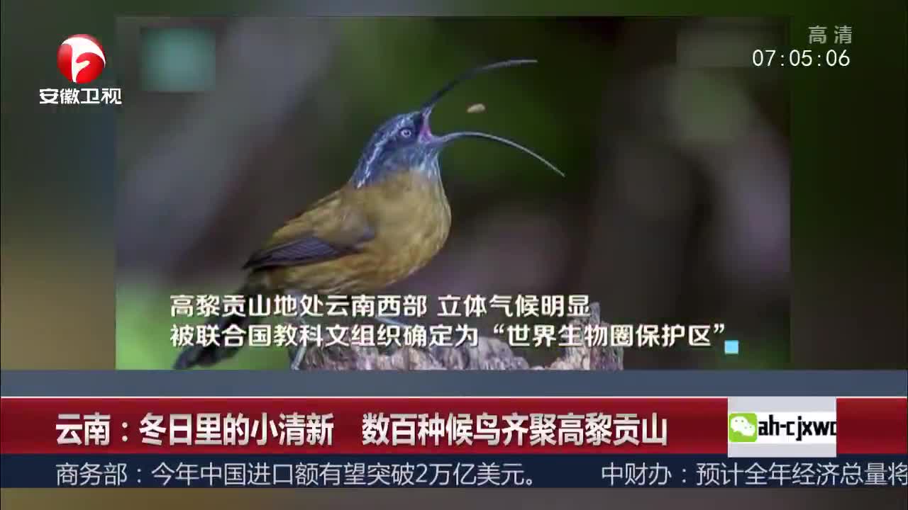 [视频]云南：冬日里的小清新 数百种候鸟齐聚高黎贡山