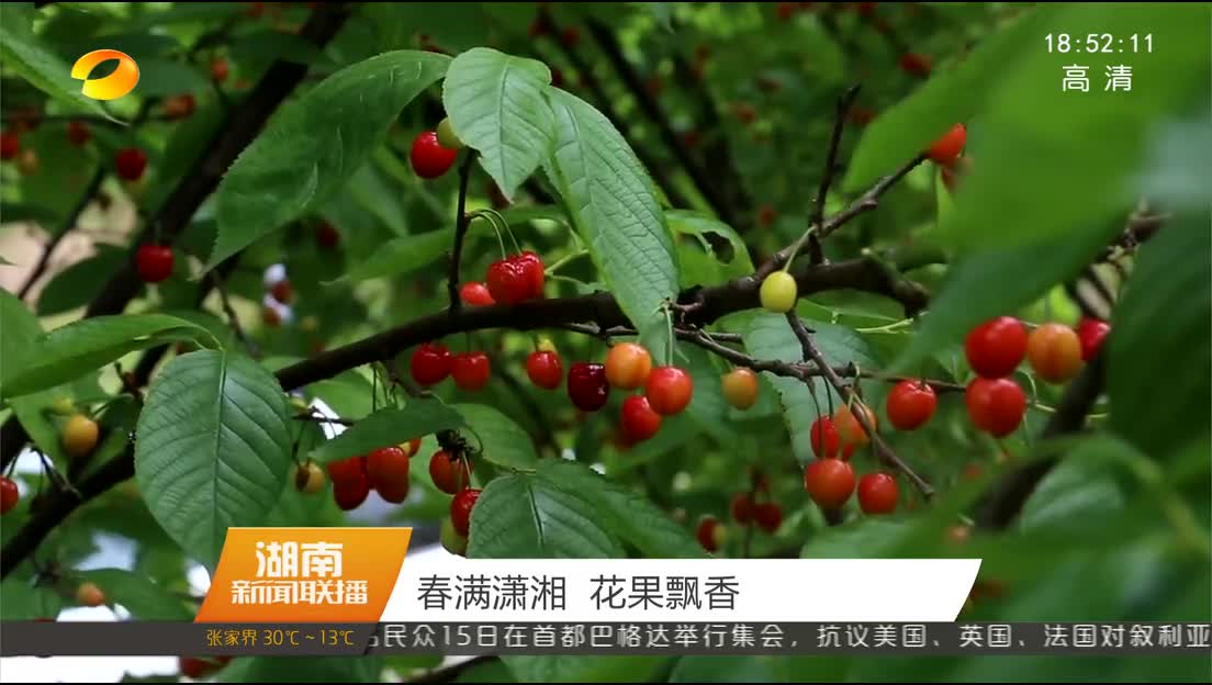 春满潇湘 花果飘香