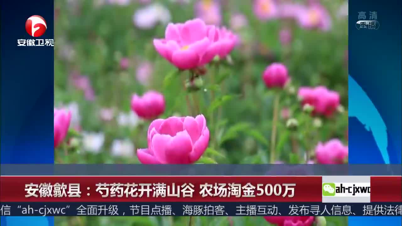 [视频]芍药花开满山谷 农场淘金500万