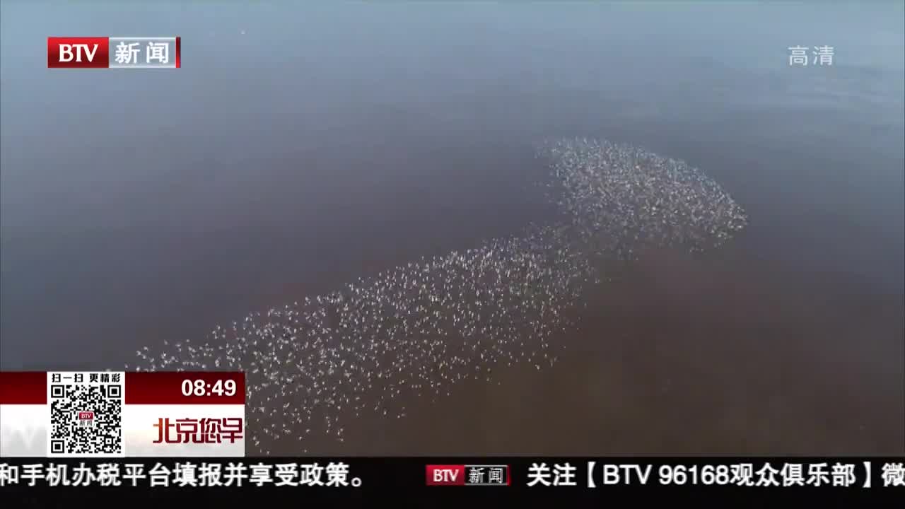 [视频]黄河入海口：群鸟空中现游龙造型