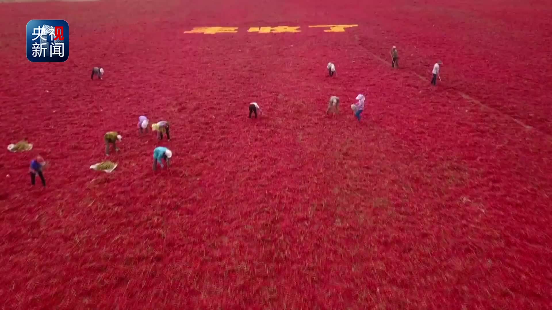 [视频]航拍：中国大地上的红色 画面美到窒息
