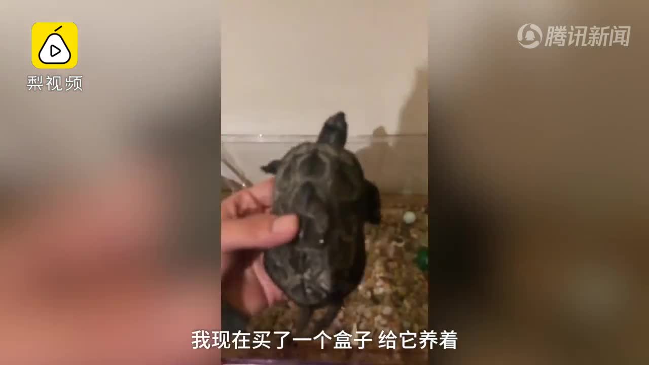 [视频]一个没有感情的广东人 当事人：龟没炖汤，买了饲料在家养着