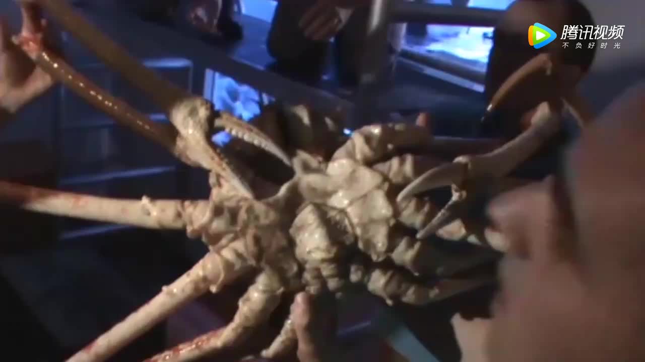 [视频]世界上最大的螃蟹！长4.2米重达40斤 能捕食鲨鱼！