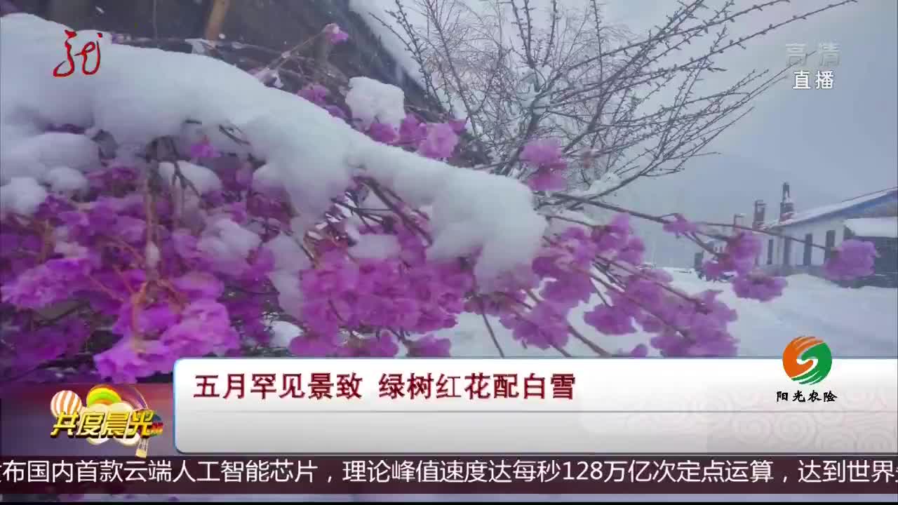 [视频]五月罕见景致 绿树红花配白雪