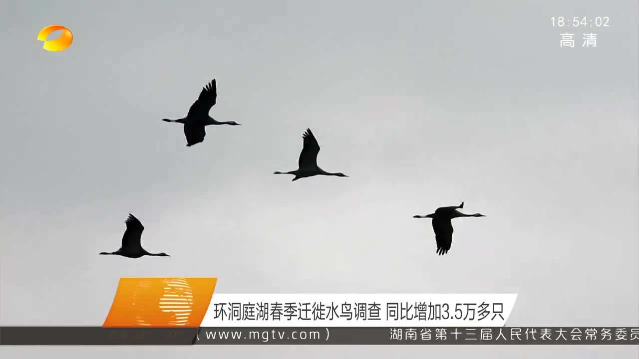 环洞庭湖春季迁徙水鸟调查 同比增加3.5万多只
