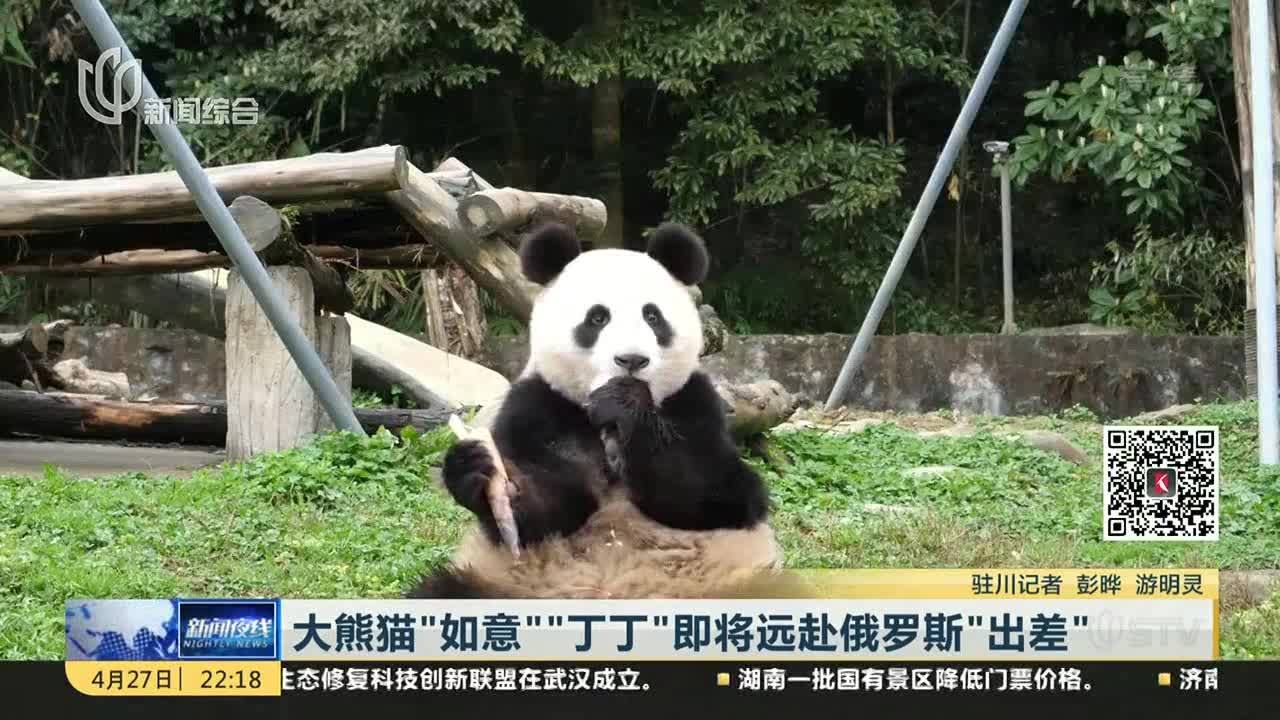 [视频]大熊猫“如意”“丁丁”即将远赴俄罗斯“出差”