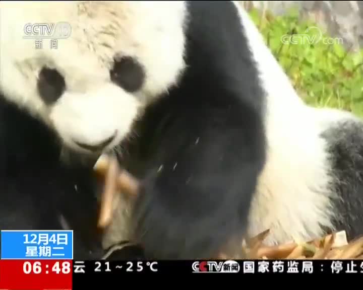 [视频]四川：海归大熊猫种群已增至13只