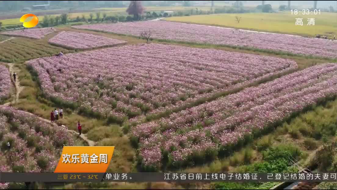 [欢乐黄金周]南岳红星村：格桑花开欢乐多