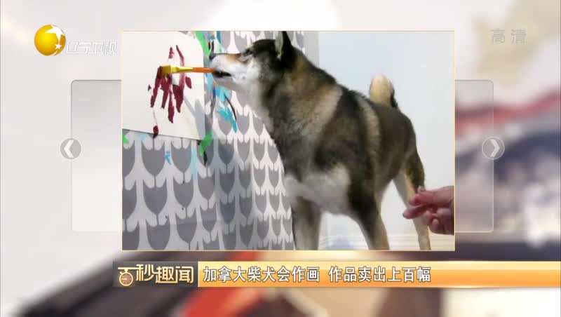 [视频]加拿大柴犬会作画 作品卖出上百幅
