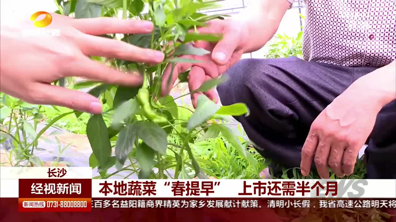 本地蔬菜“春提早” 上市还需半个月