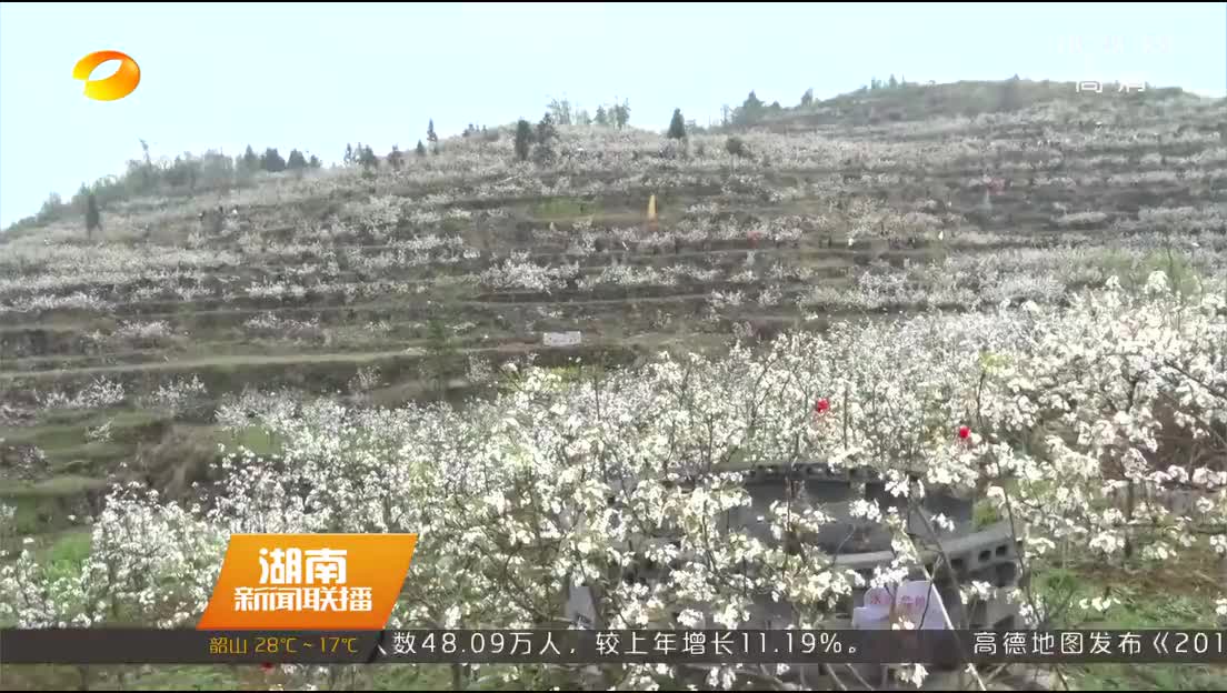 吉首：高山梨花旅游文化节开幕