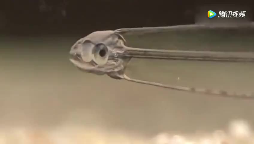 [视频]会“隐身”的鱼你见过没？ 透明的鱼我还是第一次见 