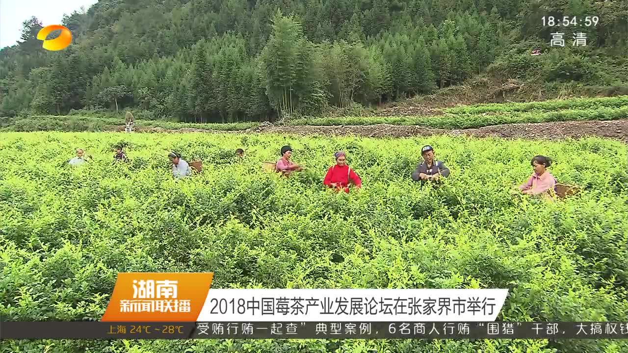 2018中国莓茶产业发展论坛在张家界市举行