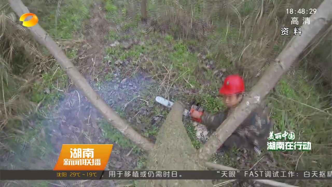 常德西洞庭：黑杨清除 林地恢复成湿地