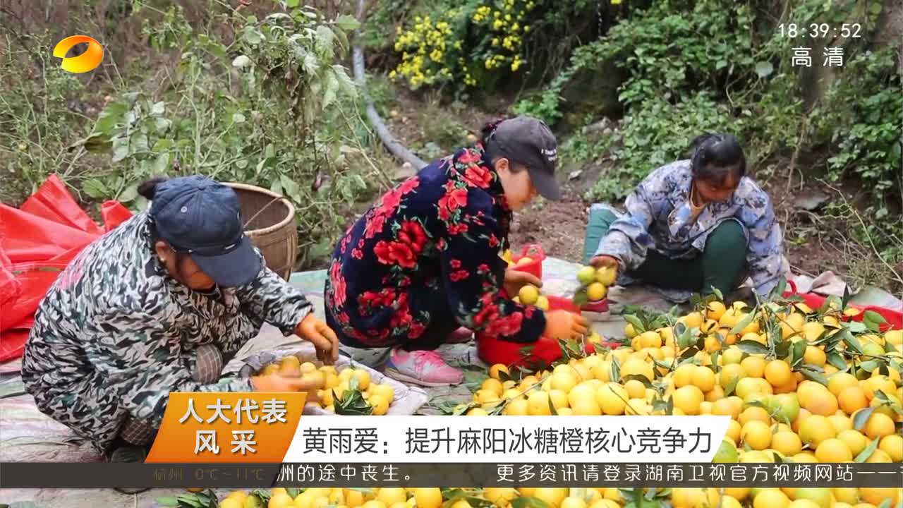 （人大代表风采）黄雨爱：提升麻阳冰糖橙核心竞争力