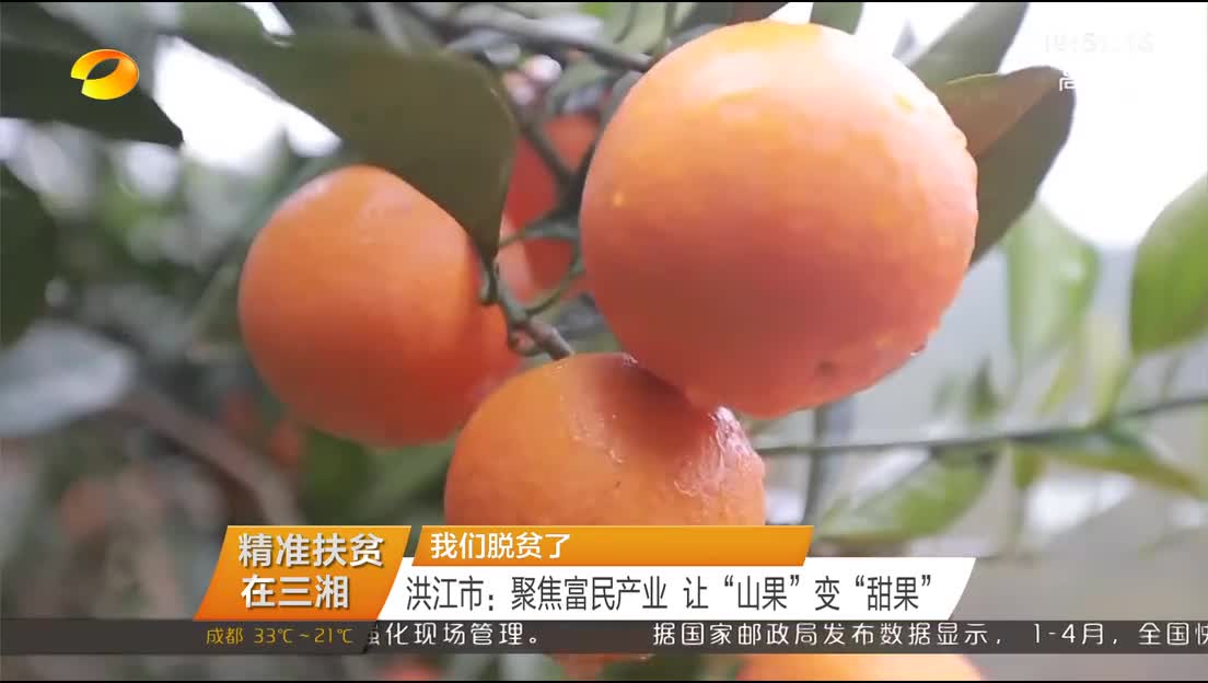 （精准扶贫在三湘）我们脱贫了 洪江市：聚焦富民产业 让“山果”变“甜果”