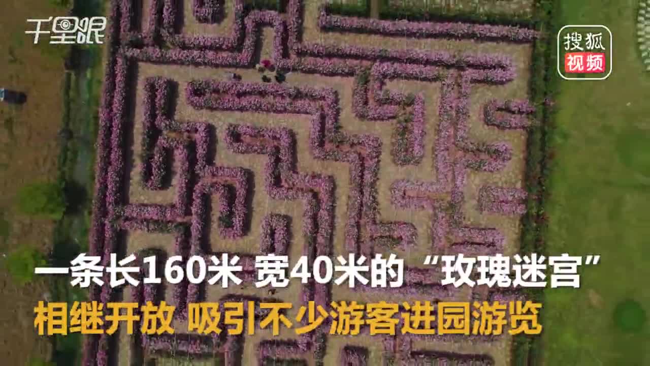 [视频]贵州160米“玫瑰迷宫” 开放 游客悠然入园体验