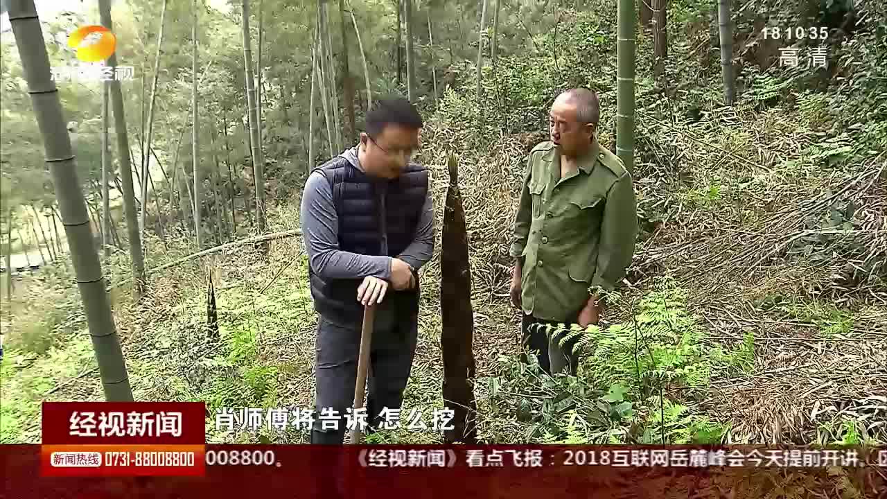 万亩春笋遍地发 农户日入近千元