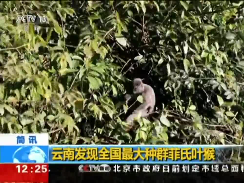 [视频]云南发现全国最大种群菲氏叶猴