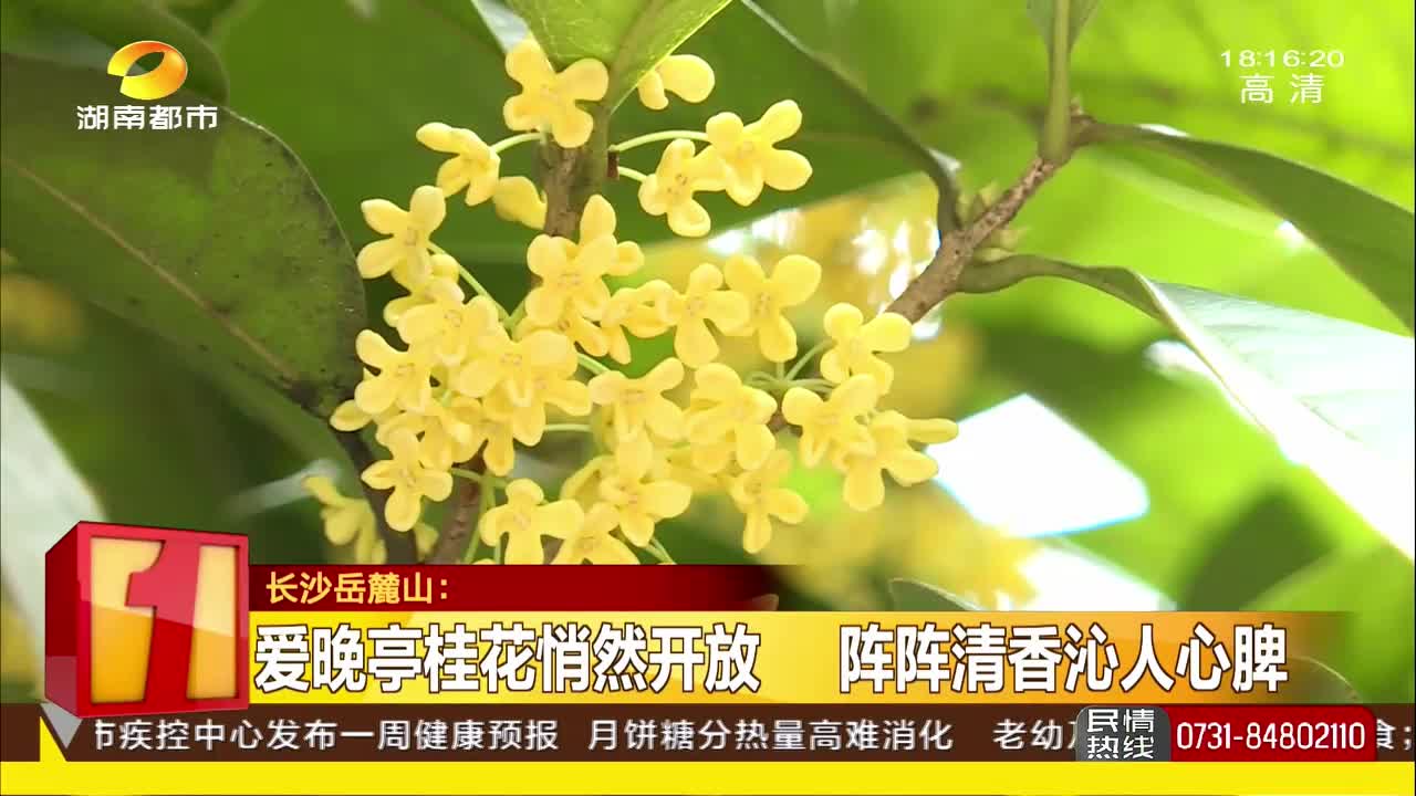 爱晚亭桂花悄然开放 阵阵清香沁人心脾