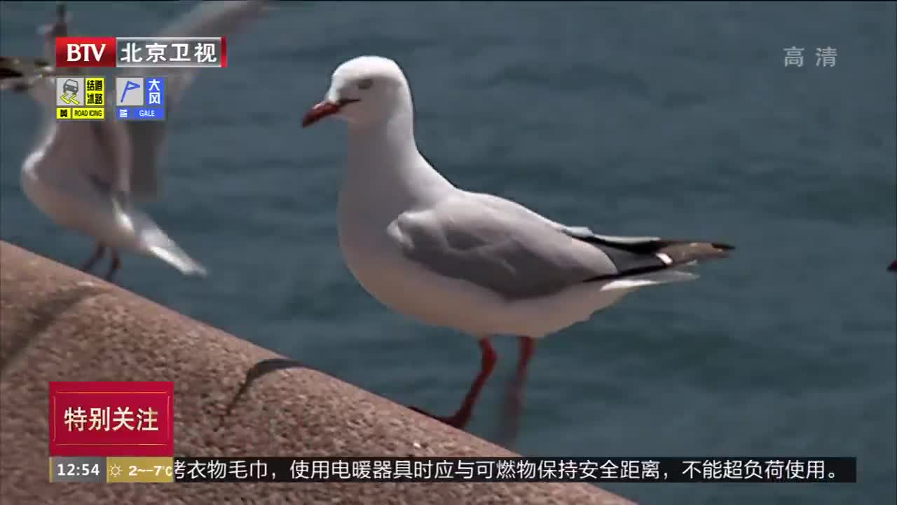 [视频]澳大利亚：海鸥太嚣张 狗狗来帮忙