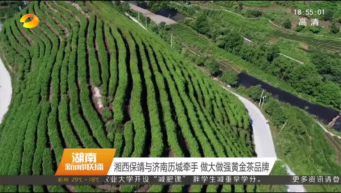 湘西保靖与济南历城牵手 做大做强黄金茶品牌