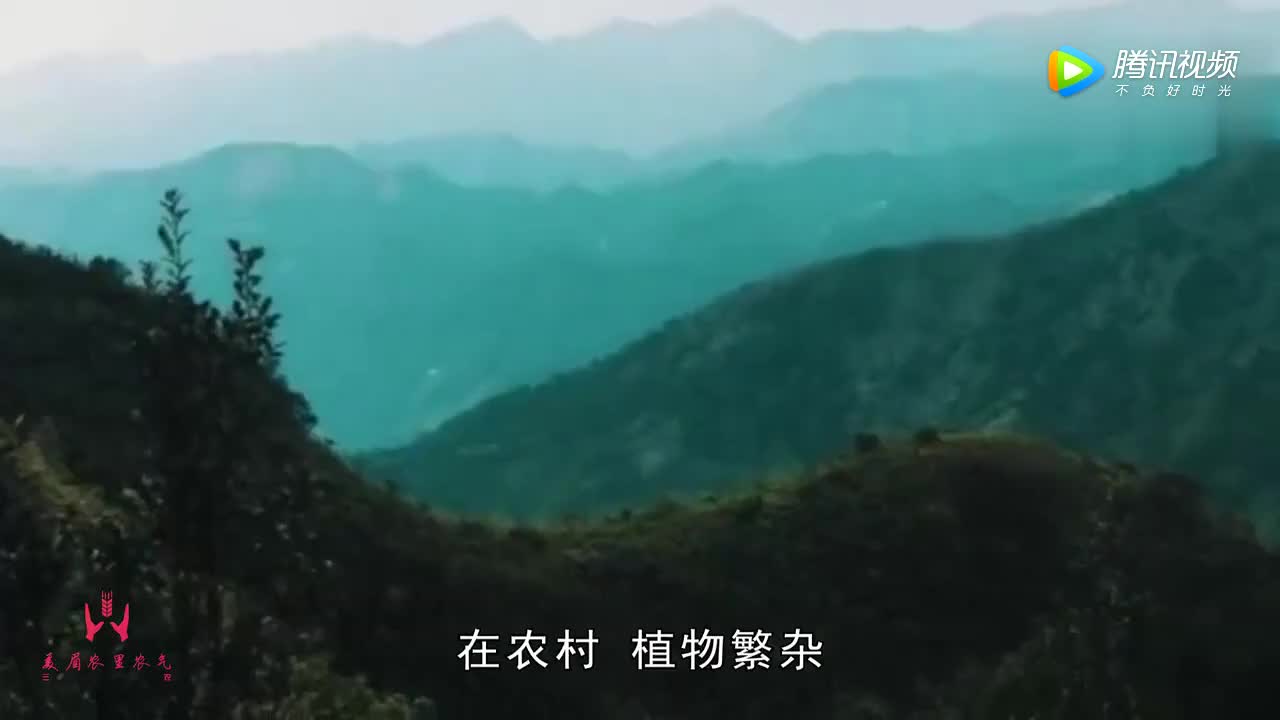 [视频]丑陋的外表却有最金贵的心——松树菌