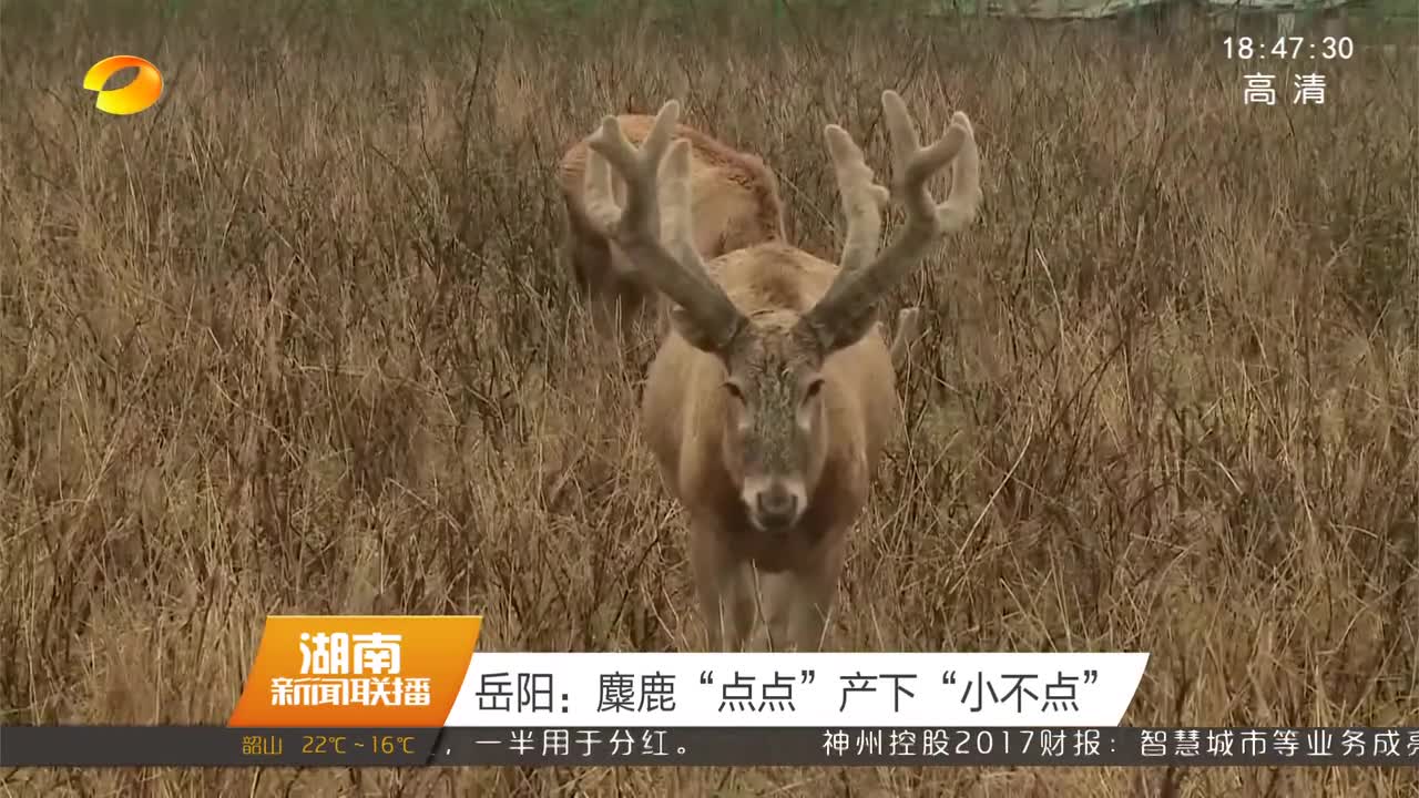 岳阳：麋鹿“点点”产下“小不点”