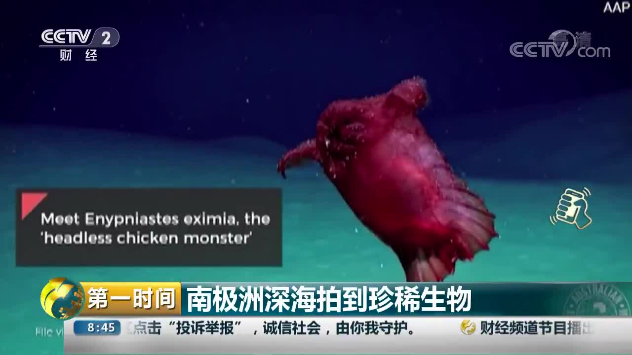 [视频]南极洲深海拍到珍稀生物 好像一只无头鸡