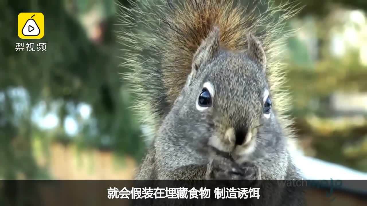 [视频]十大高智商动物，你知道几个呢？