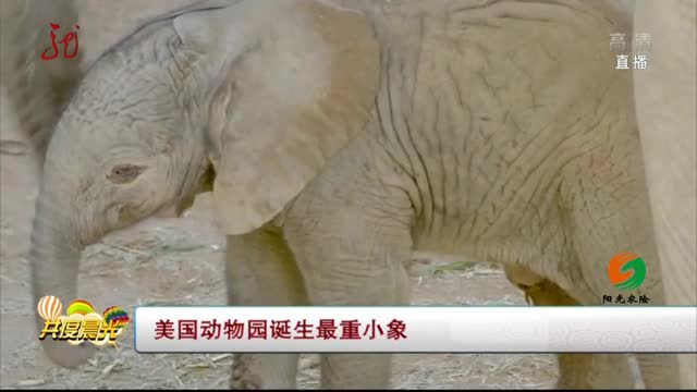 [视频]美国圣迭戈动物园诞生最重小象