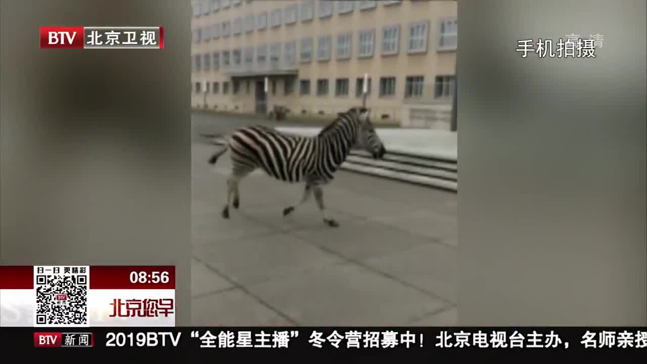 [视频]德国：马戏团斑马逃脱 上演街头大逃亡