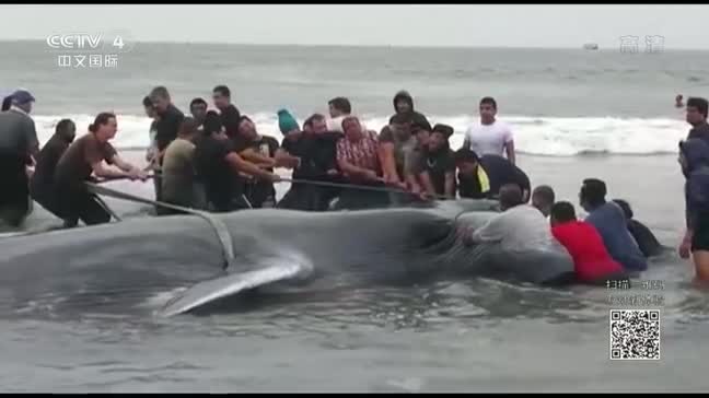 [视频]长须鲸搁浅智利海滩 6小时救助无力回天